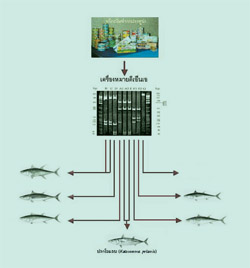 การนำเอาเอกลักษณ์ทางพันธุกรรมมาใช้ในการตรวจสอบสายพันธุ์ปลาทูน่า